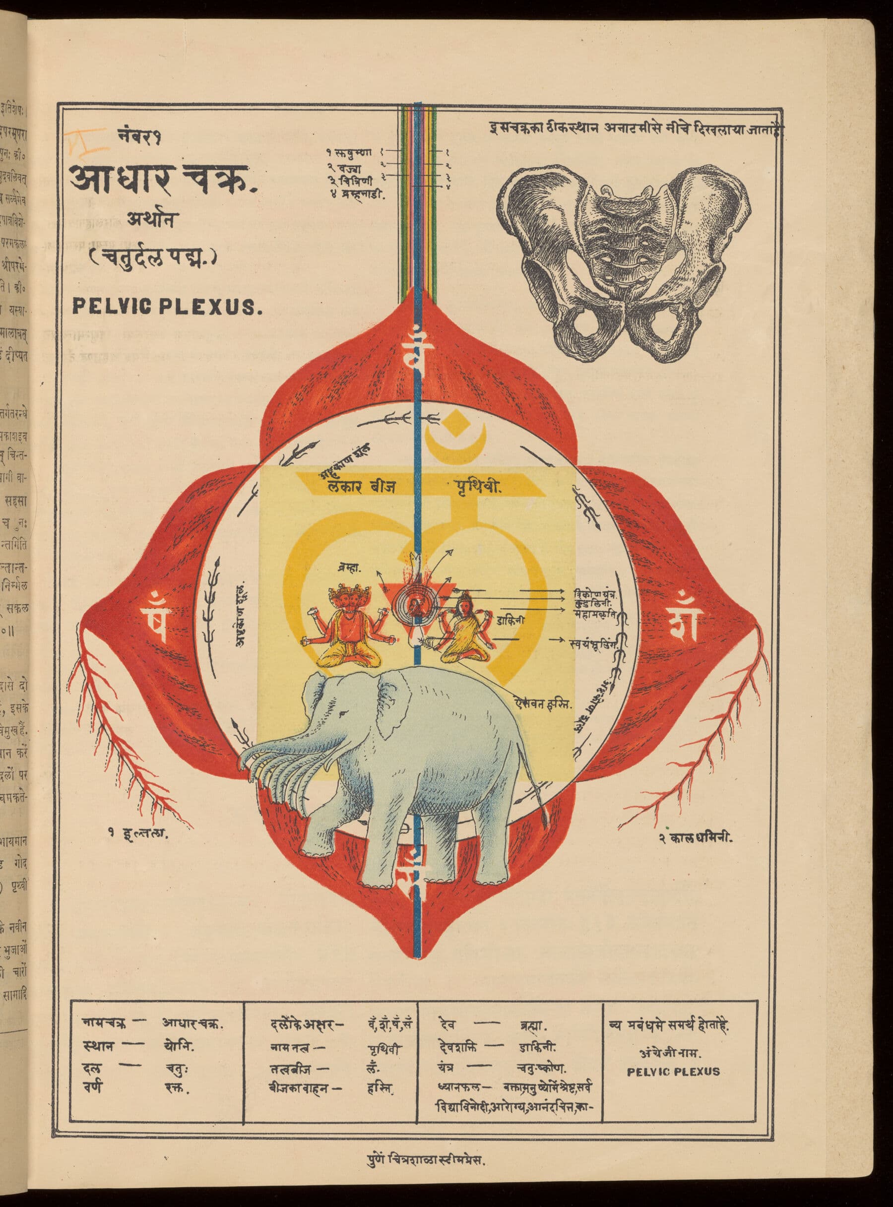 Historical Shatchakra plate labeled Pelvic Plexus, showing a red lotus-like mandala, Sanskrit and Devanagari text, deity figures, an elephant motif, colored vertical channels, and a small anatomical pelvis drawing.